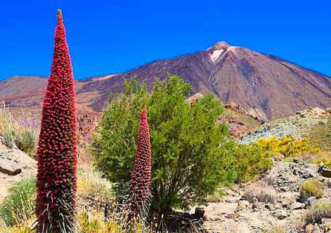 Buena Vibra Tenerife Sur Плайя-де-лас-Амерікас Екстер'єр фото